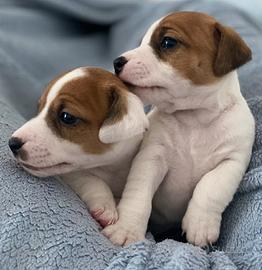 Cuccioli Jack Russel Pedigree
