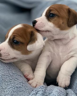 Cuccioli Jack Russel Pedigree