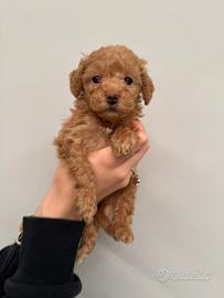 Cani barboncini toy