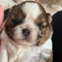 Cucciolo shih tzu maschio shihtzu