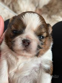 Cucciolo shih tzu maschio shihtzu