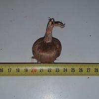 Bulbi di Zafferano
