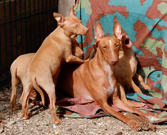 Cuccioli CIRNECHI CON PEDEGREE