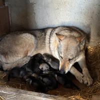 Cuccioli cane lupo cecoslovacco
