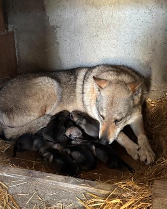Cuccioli cane lupo cecoslovacco