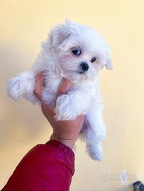 Cucciolo Maltese linea coreana - Maschietto