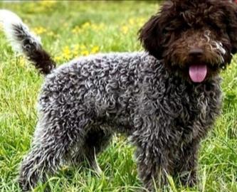 Cuccioli Lagotto Romagnolo pedigree Roy