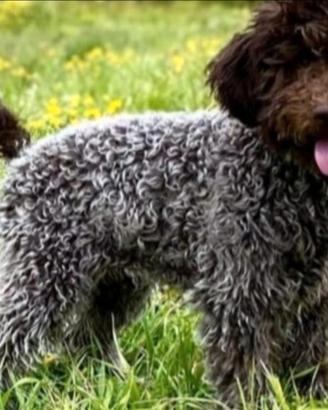 Cuccioli Lagotto Romagnolo pedigree Roy