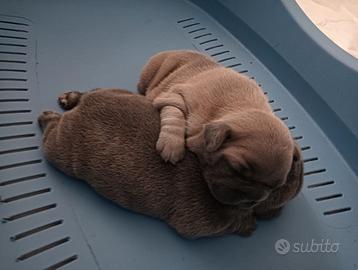 Cucciolo bulldog francese