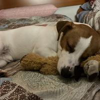 Cane Jack Russell
