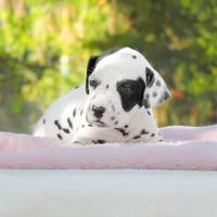 Cucciola di Dalmata disponibile