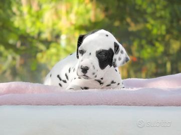 Cucciola di Dalmata disponibile
