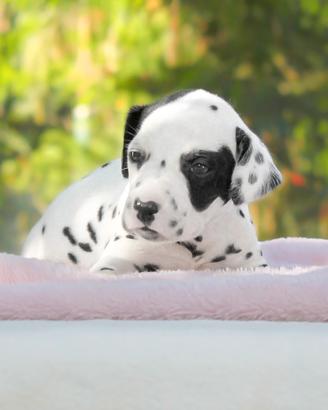 Cucciola di Dalmata disponibile