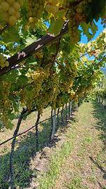 Uva moscato giallo