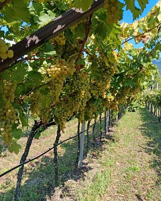 Uva moscato giallo