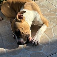 Cucciola di amstaff