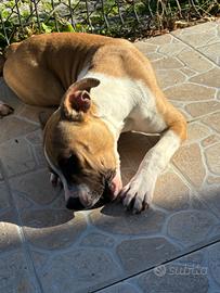 Cucciola di amstaff