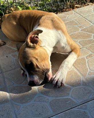 Cucciola di amstaff