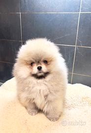 Spitz Pomerania Toy nano