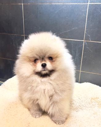 Spitz Pomerania Toy nano