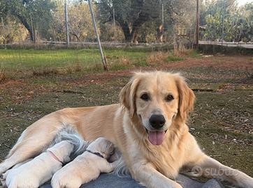 Cuccioli Golden Retriever con Pedigree ENCI