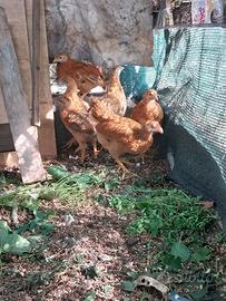 Galline