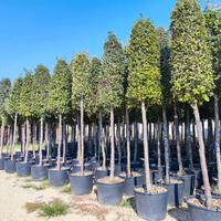 Leccio (Quercus Ilex - Quercia Sempreverde)