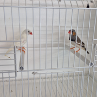 Diamantini - Bengalini