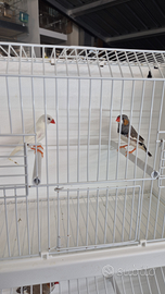 Diamantini - Bengalini