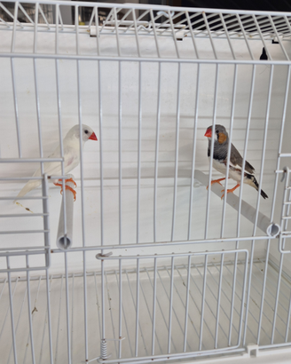 Diamantini - Bengalini