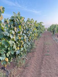 Uva da vino