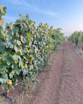 Uva da vino