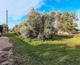 Terreno agricolo nei pressi di via degli Etruschi