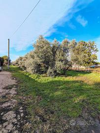 Terreno agricolo nei pressi di via degli Etruschi