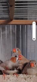 Bengalini