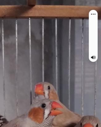 Bengalini