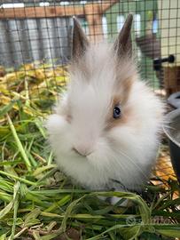 Animali