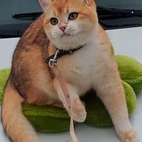 British shorthair