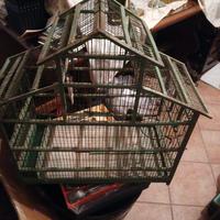 voliera per uccelli in legno e ferro