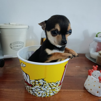 Cucciolo chihuahua toy