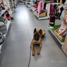 Pastore belga malinois