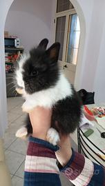 Conigli testa di leone