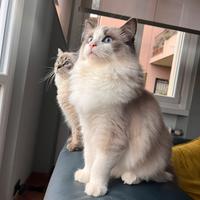 Ragdoll monta
