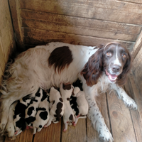 Springer spaniel cuccioli