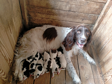 Springer spaniel cuccioli