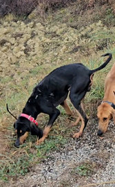 Segugio italiano da lepre