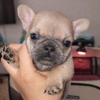 Cucciolo bulldog francese 2 mesi