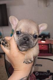Cucciolo bulldog francese 2 mesi