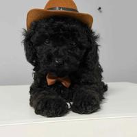 Barboncino toy nero