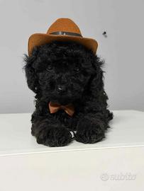 Barboncino toy nero